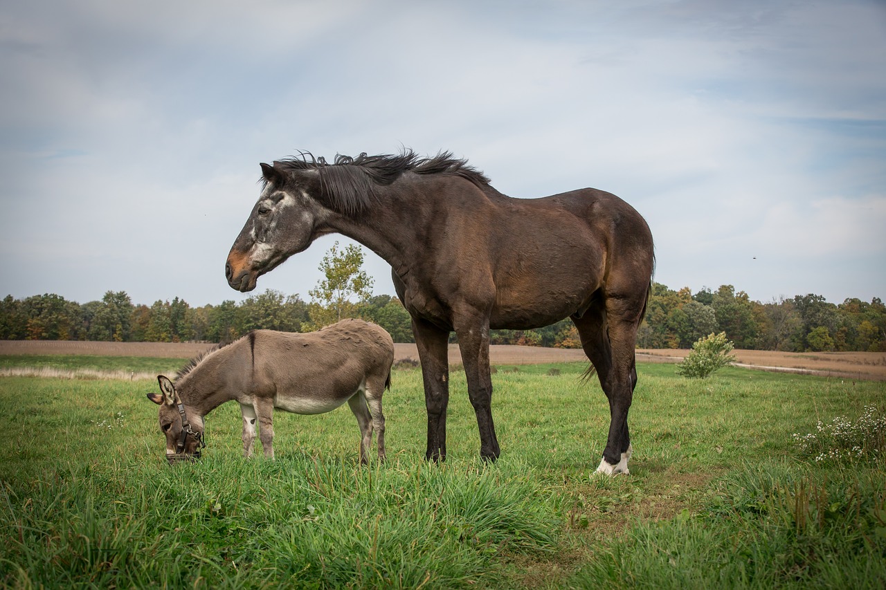 Arklys,  Arklių,  Asilas,  Mini,  Gyvūnas,  Pobūdį,  Rudi,  Ganykla, Nemokamos Nuotraukos,  Nemokama Licenzija