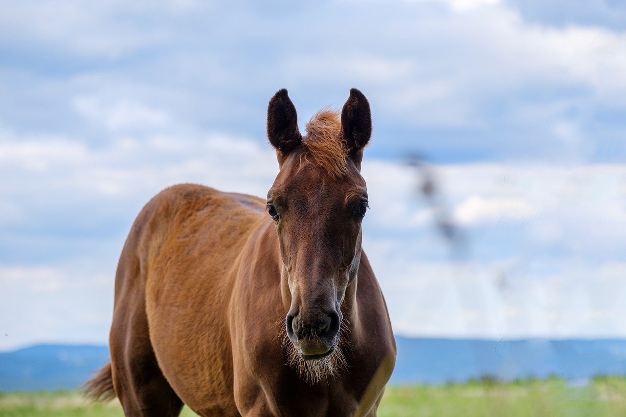 Arklys,  Mare,  Ganyklos,  Įtaiso,  Gyvūnas,  Gyvulininkystė,  Žinduolis,  Žolė, Nemokamos Nuotraukos,  Nemokama Licenzija