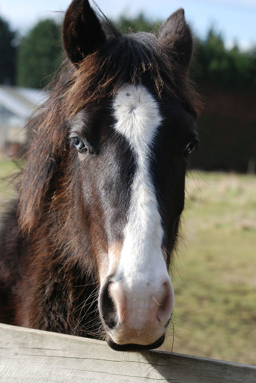 Arklys, Arklio Galva, Ponis, Ganymas, Nemokamos Nuotraukos,  Nemokama Licenzija