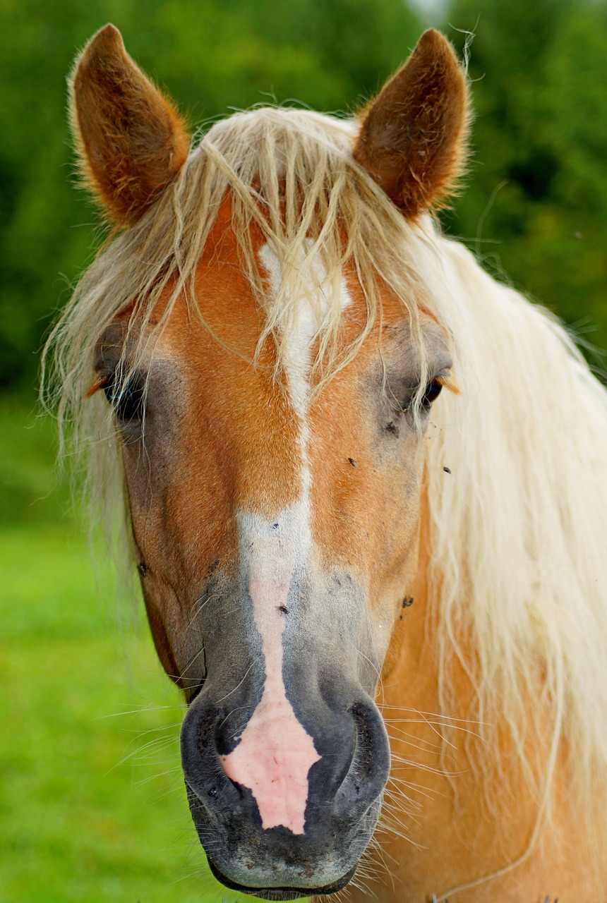 Arklys,  Gyvūnas,  Pobūdį,  Gyvūnų Portretas,  Haflinger,  Arklys Galva,  Portretas, Nemokamos Nuotraukos,  Nemokama Licenzija