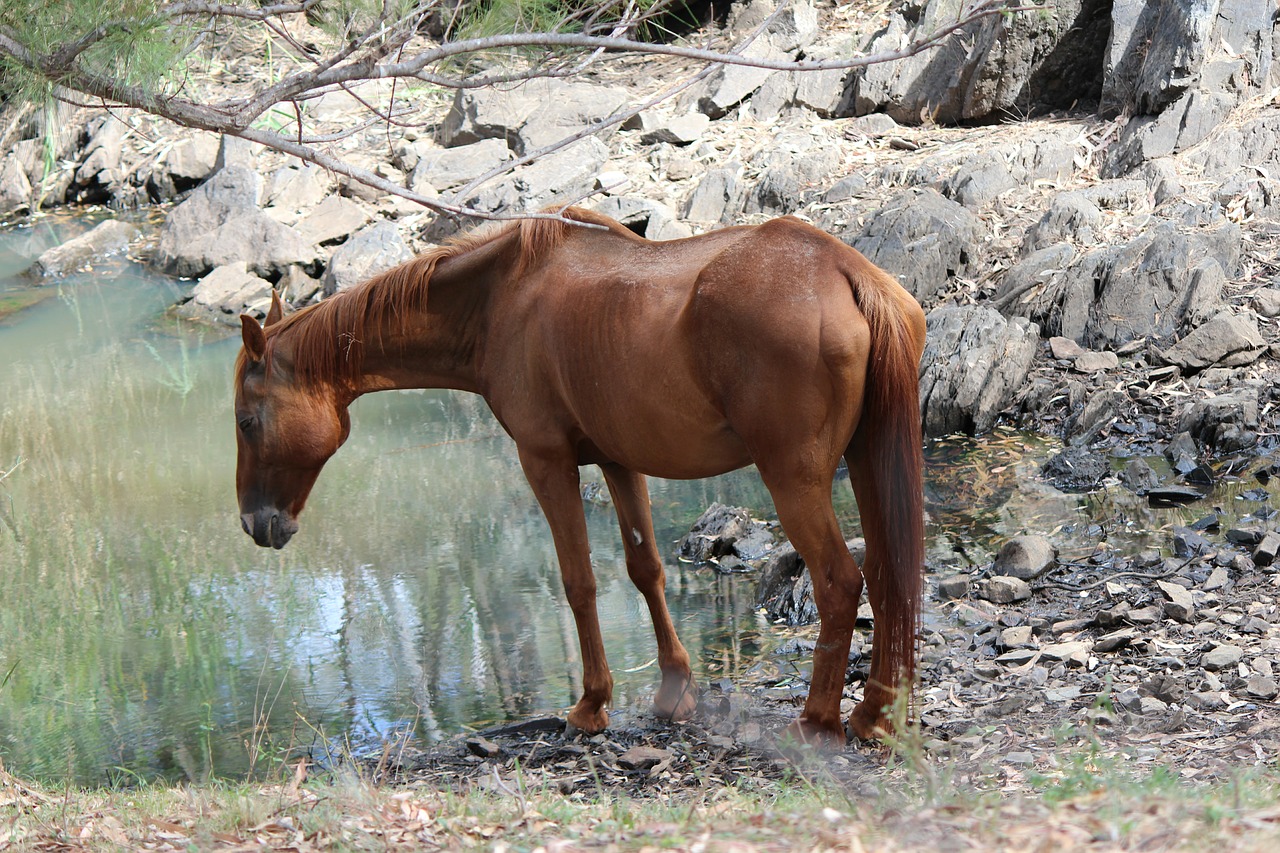 Arklys,  Waterhole,  Kaimo,  Žemės,  Geriamojo,  Pobūdį,  Natūralus,  Atgaiva,  Skystis,  Nuraminti