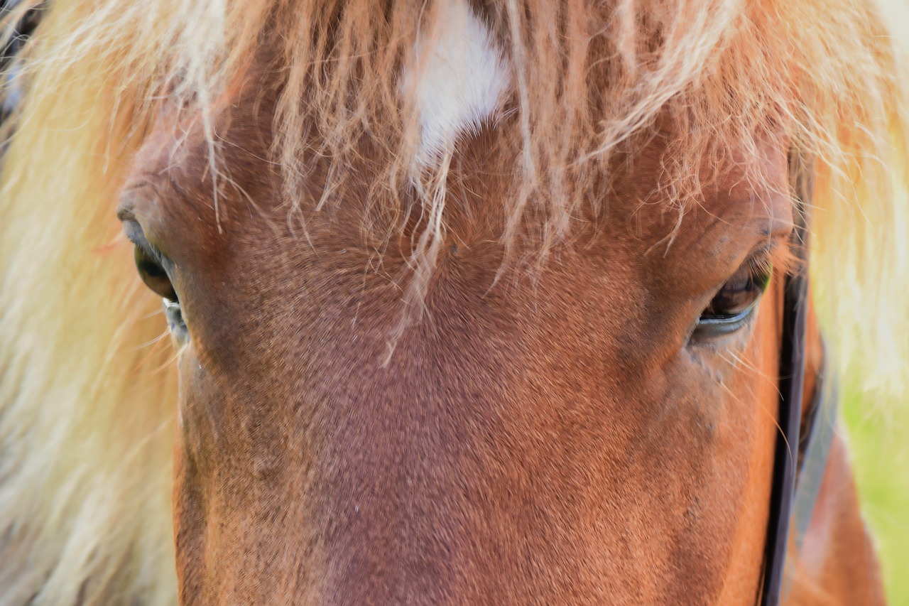 Arklys,  Kakta,  Gyvūnas,  Portretas,  Mare,  Plaukų,  Akys,  Rudas, Nemokamos Nuotraukos,  Nemokama Licenzija