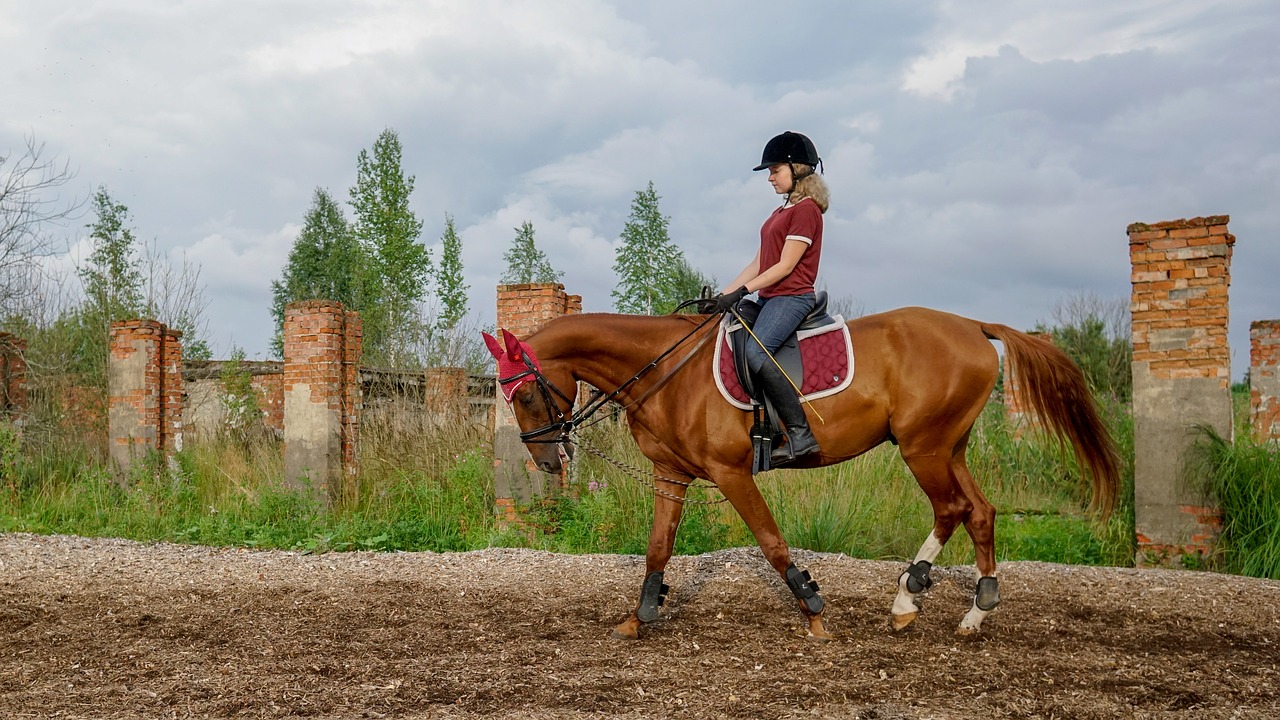 Arklys,  Rider,  Važiuoti,  Kraštovaizdis,  Rudi,  Eržilas,  Karčiai,  Sportas,  Balnas,  Jodykla