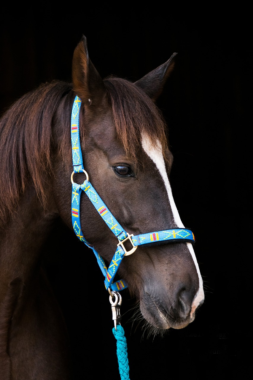 Arklys,  Rudi,  Apynasris,  Mėlyna,  Galva,  Portretas,  Gyvūnas,  Blaze,  Amerikos Saddlebred, Nemokamos Nuotraukos