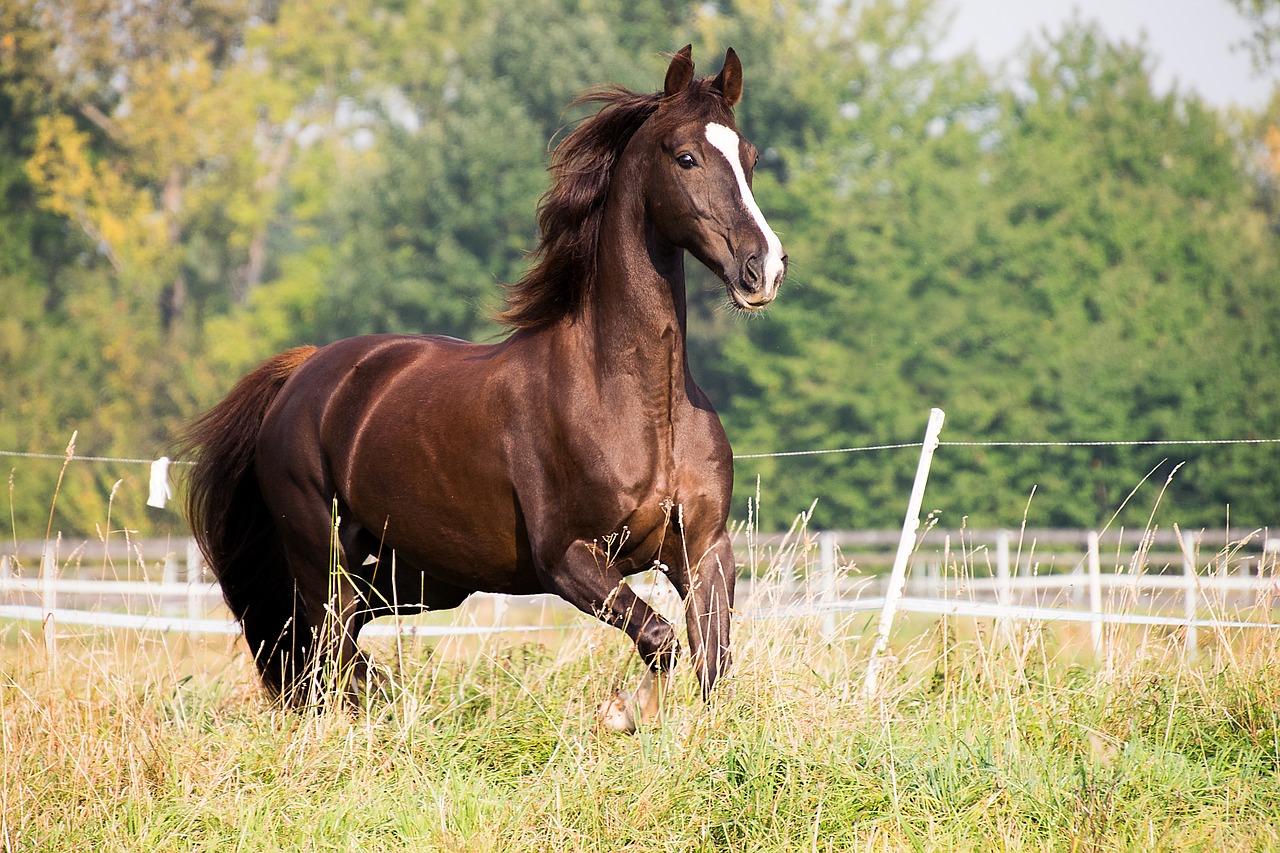 Arklys,  Risčia,  Gyvūnas,  Rudi,  Amerikos Saddlebred,  Žinduolis,  Įtaiso,  Žolė,  Ganykla, Nemokamos Nuotraukos