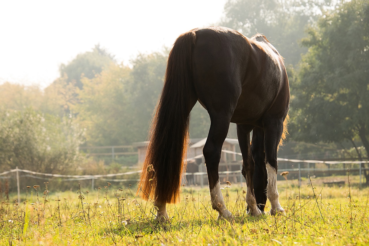 Arklys,  Ganosi,  Valgyti,  Rudi,  Gyvūnas,  Mare,  Amerikos Saddlebred, Nemokamos Nuotraukos,  Nemokama Licenzija