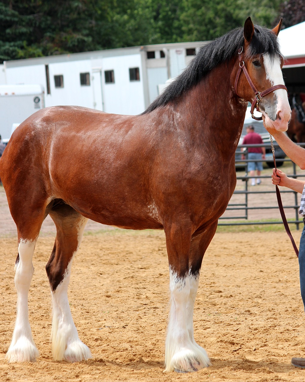 Arklys,  Clydesdale,  Grynaveislis,  Mare,  Projektą,  Bay,  Arklių,  Gyvūnas, Nemokamos Nuotraukos,  Nemokama Licenzija