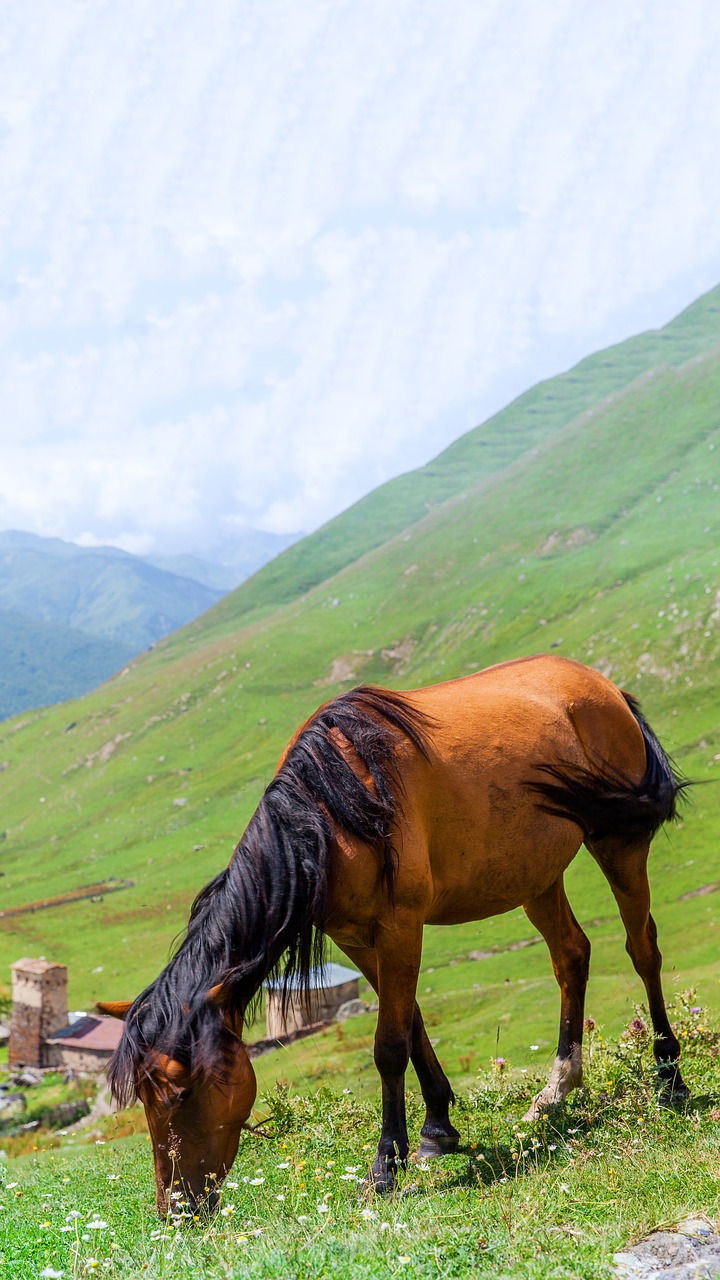 Arklys,  Kumeliukas,  Meadow,  Žalia Žolė,  Kalnai,  Dangus,  Debesys, Nemokamos Nuotraukos,  Nemokama Licenzija