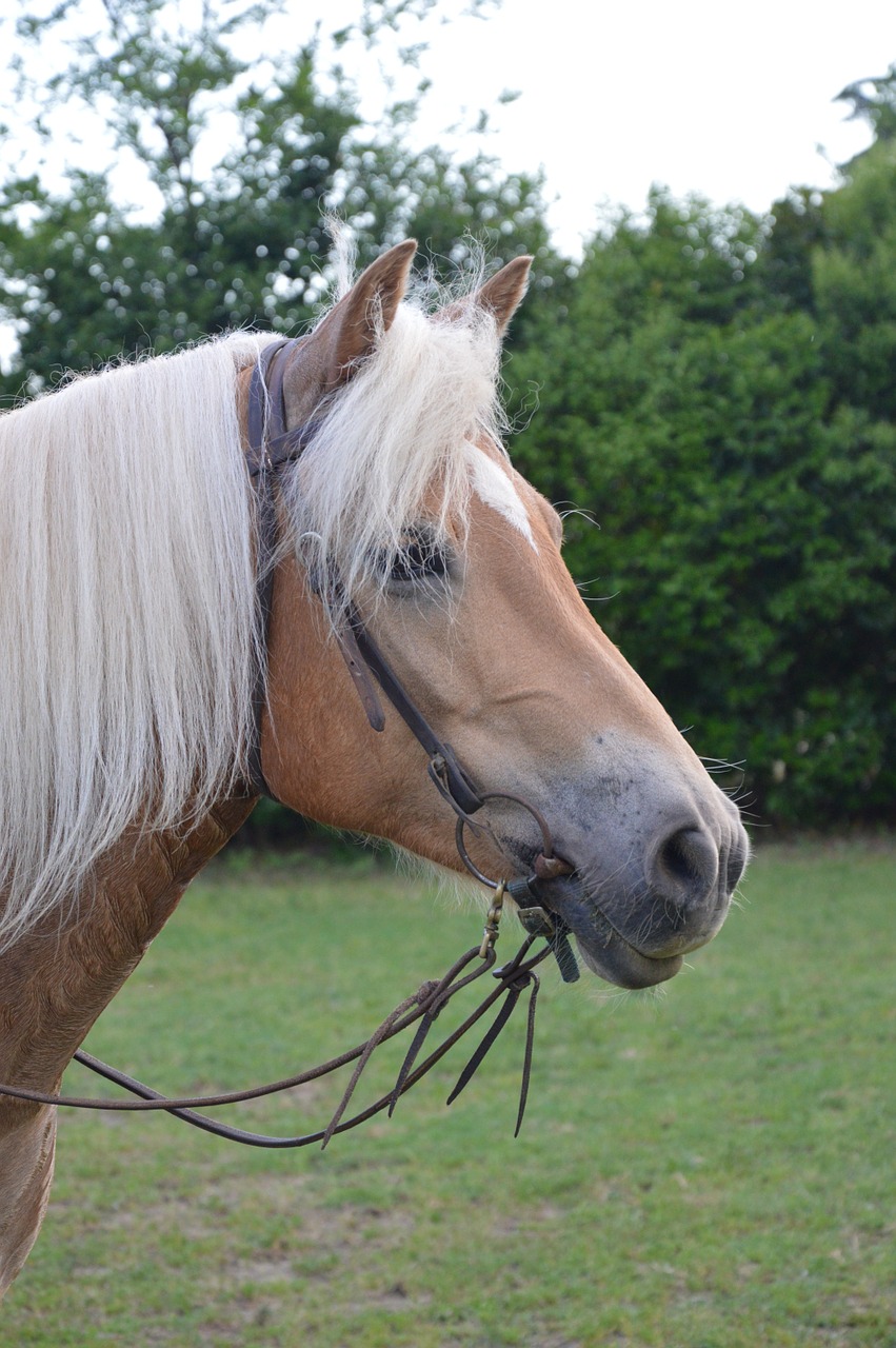 Arklys, Haflinger, Mare, Vakarų Jojimo, Arklio Galva, Pferdeportrait, Dėmesio, Nemokamos Nuotraukos,  Nemokama Licenzija