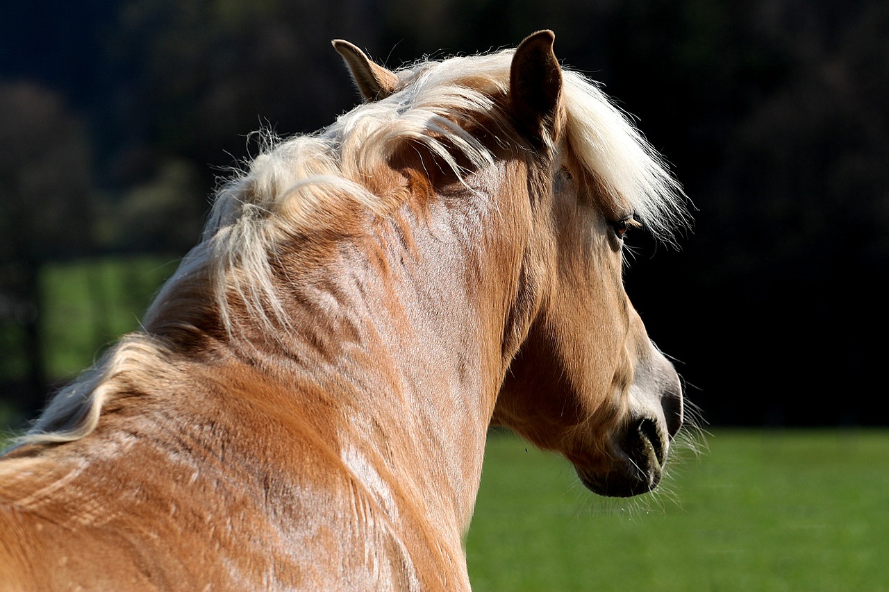 Arklys, Žiurkė, Gyvūnas, Ponis, Wuschelig, Gražus, Kailis, Važiuoti, Saldus, Ruda