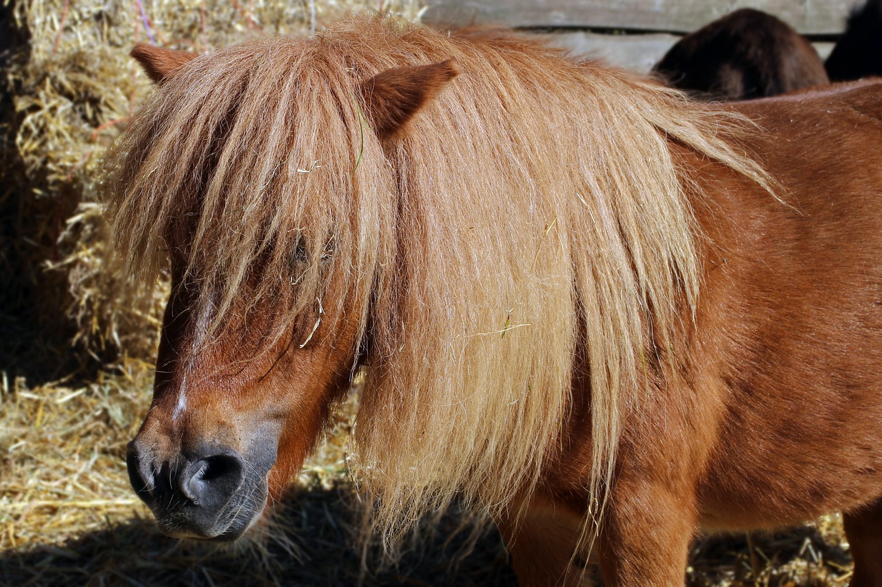 Arklys, Ponis, Galva, Arklio Galva, Portretas, Uždaryti, Veidas, Žinduolis, Gyvūnų Pasaulis, Nemokamos Nuotraukos