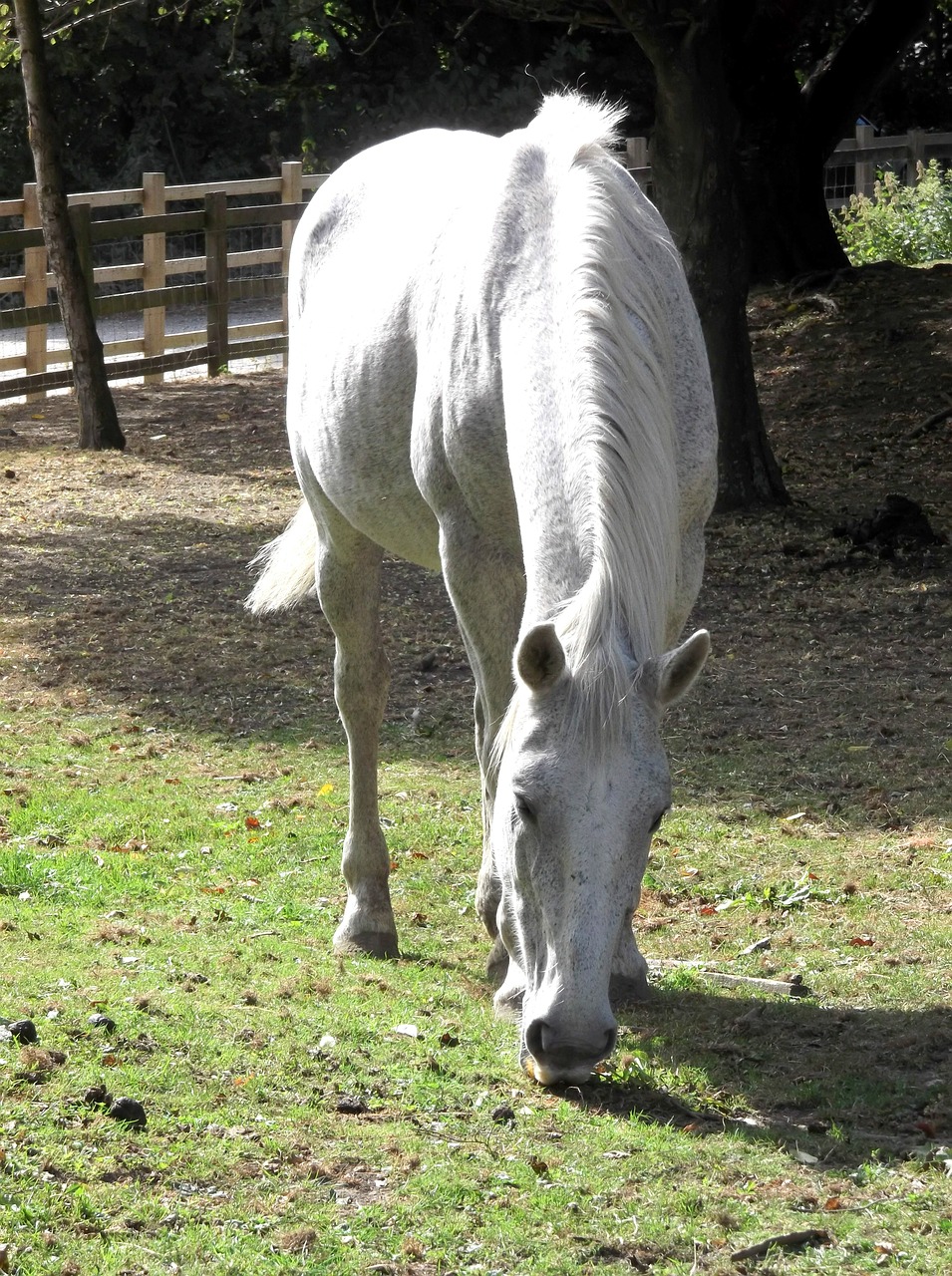 Arklys, Mare, Eržilas, Balta, Ganymas, Žolė, Paddock, Vidaus, Arkliai, Nemokamos Nuotraukos