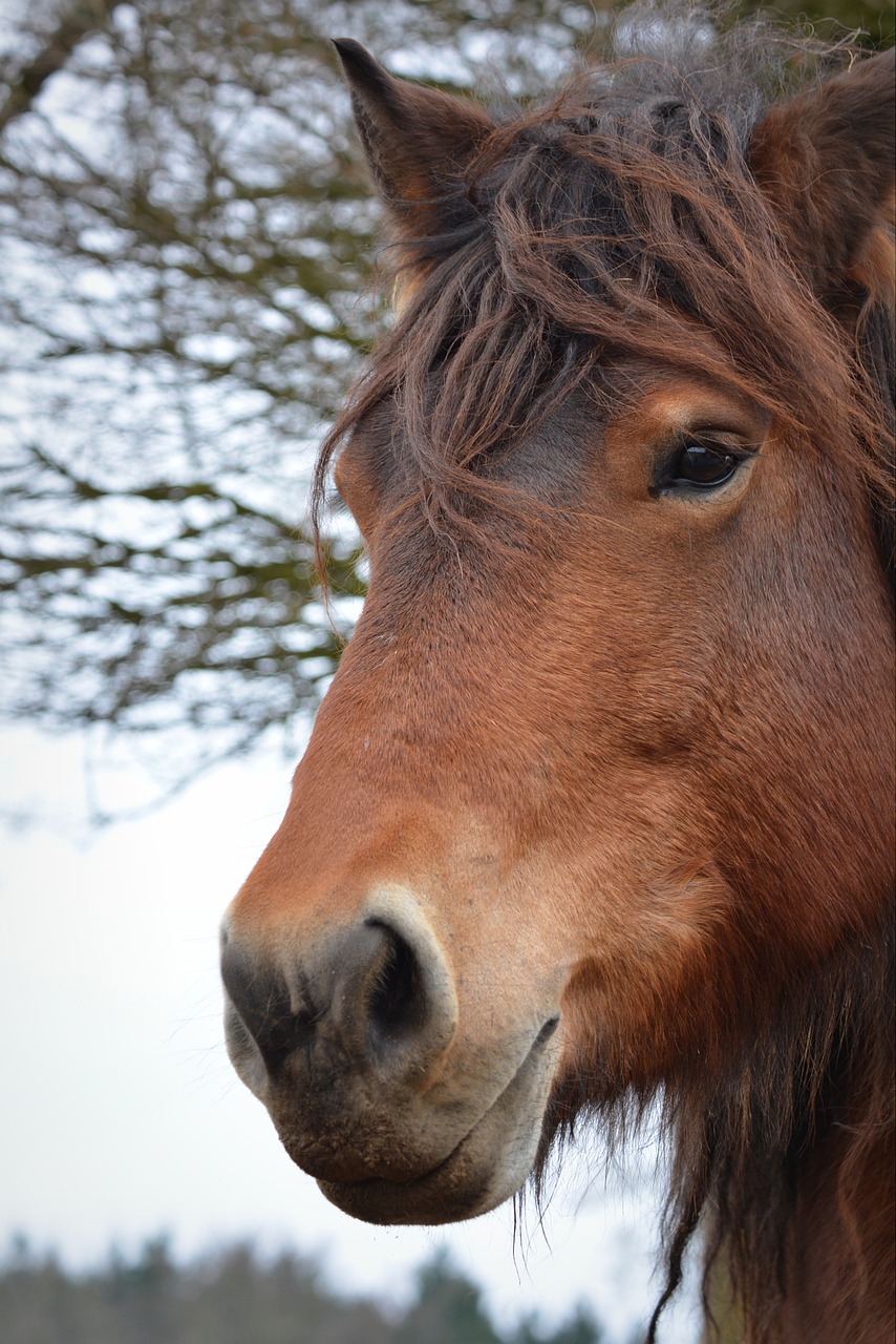 Arklys, Gyvūnas, Horsehead, Nemokamos Nuotraukos,  Nemokama Licenzija