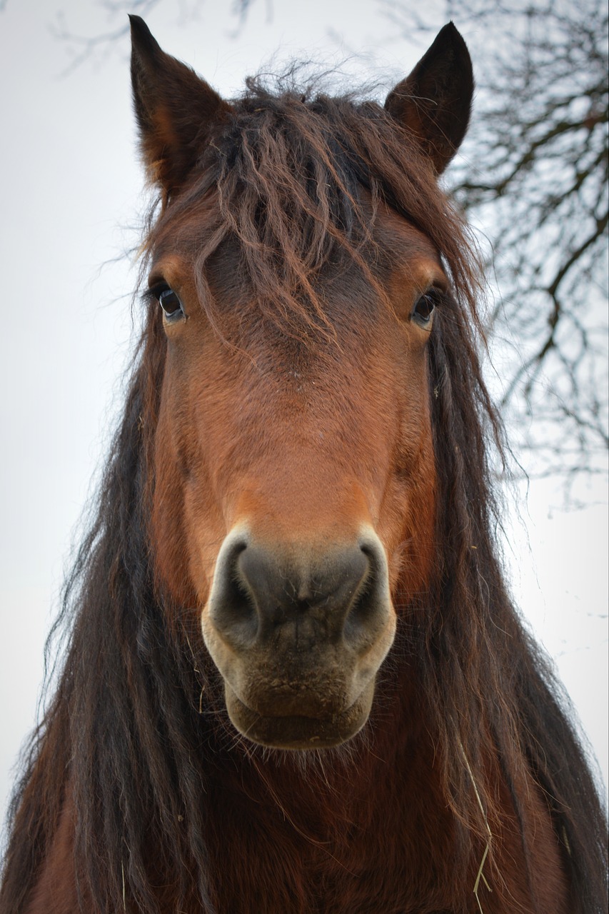 Arklys, Gyvūnas, Horsehead, Nemokamos Nuotraukos,  Nemokama Licenzija