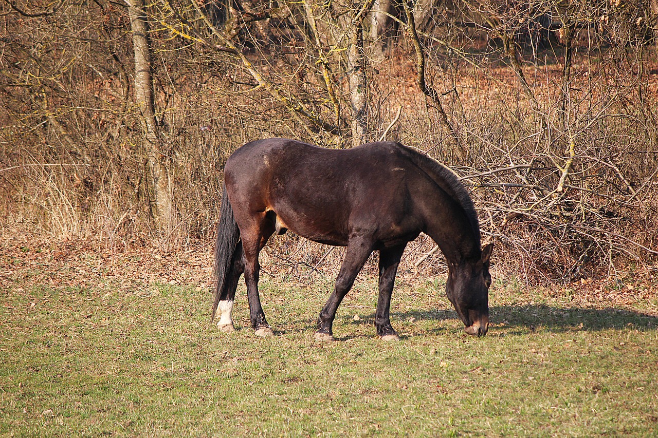 Arklys, Jungtis, Ganykla, Ganyti, Nemokamos Nuotraukos,  Nemokama Licenzija