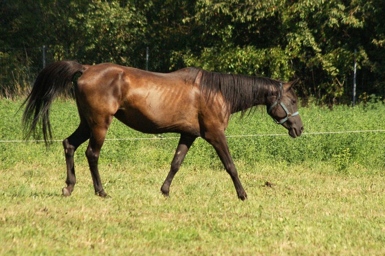 Arklys, Gyvūnas, Žinduolis, Ūkis, Važiuoti, Diapazonas, Sodyba, Gamta, Ekonomika, Nemokamos Nuotraukos