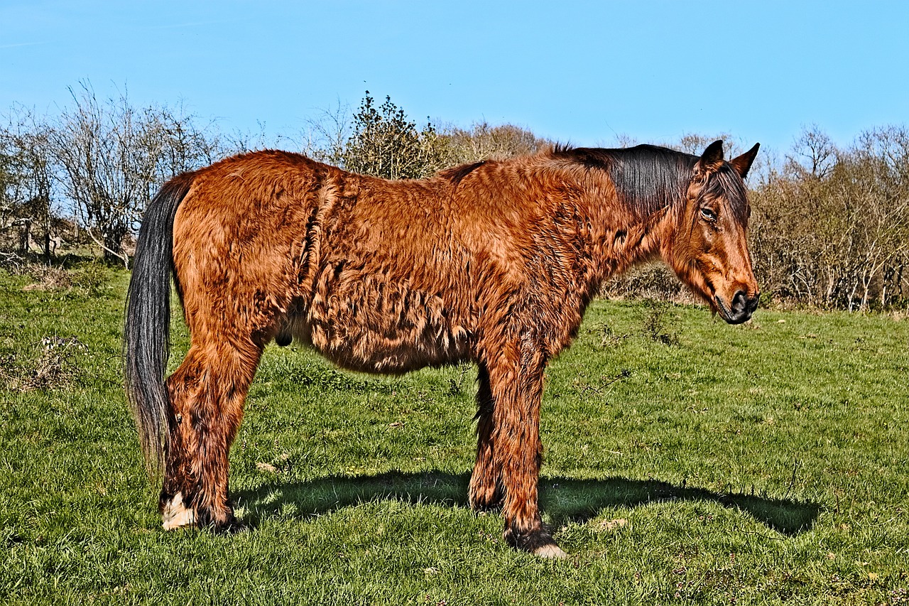 Arklys, Laukas, Pre, Gyvūnai, Arkliai, Žolė, Prairie, Mare, Nemokamos Nuotraukos,  Nemokama Licenzija