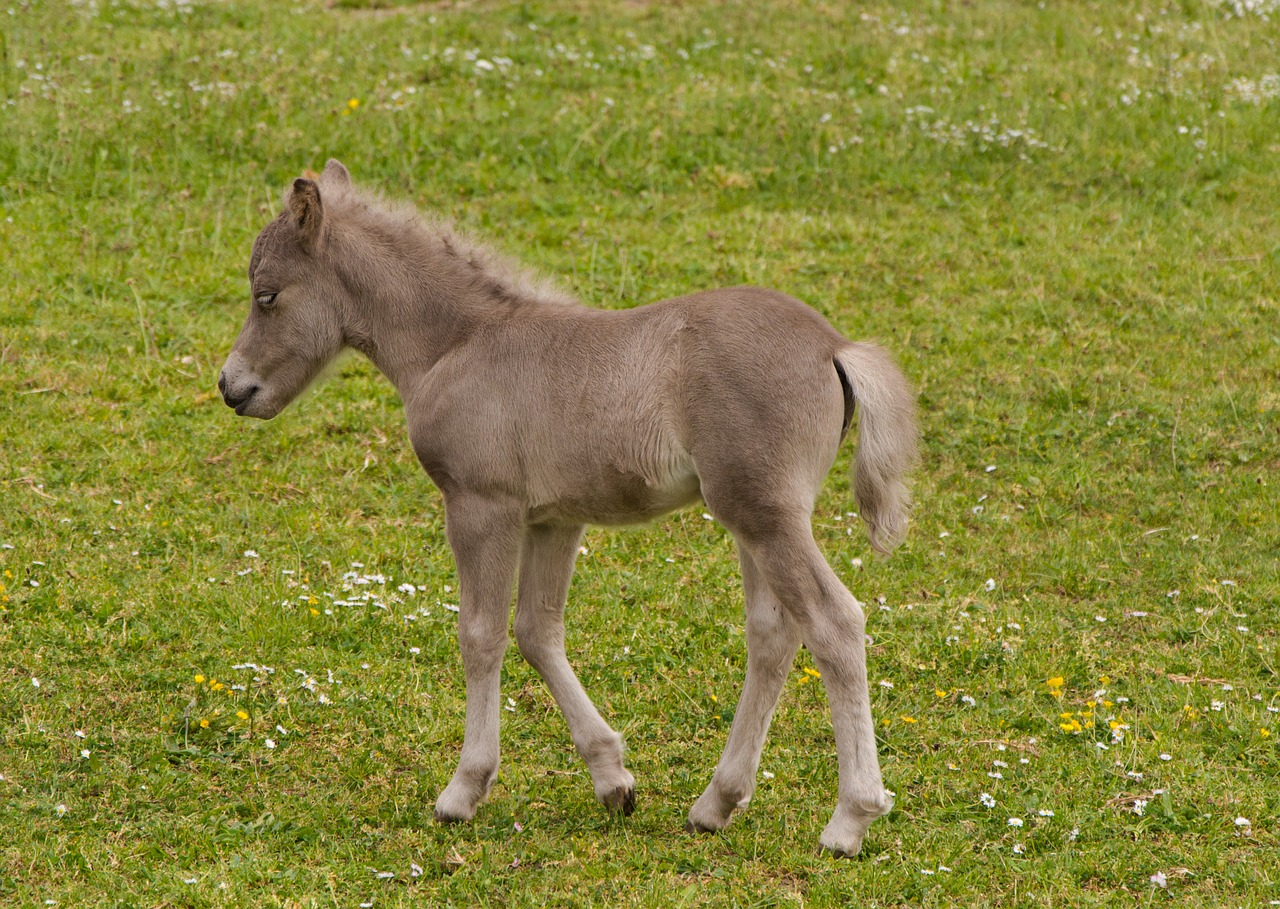 Arklys, Kumeliukas, Ganykla, Mielas, Pieva, Nemokamos Nuotraukos,  Nemokama Licenzija