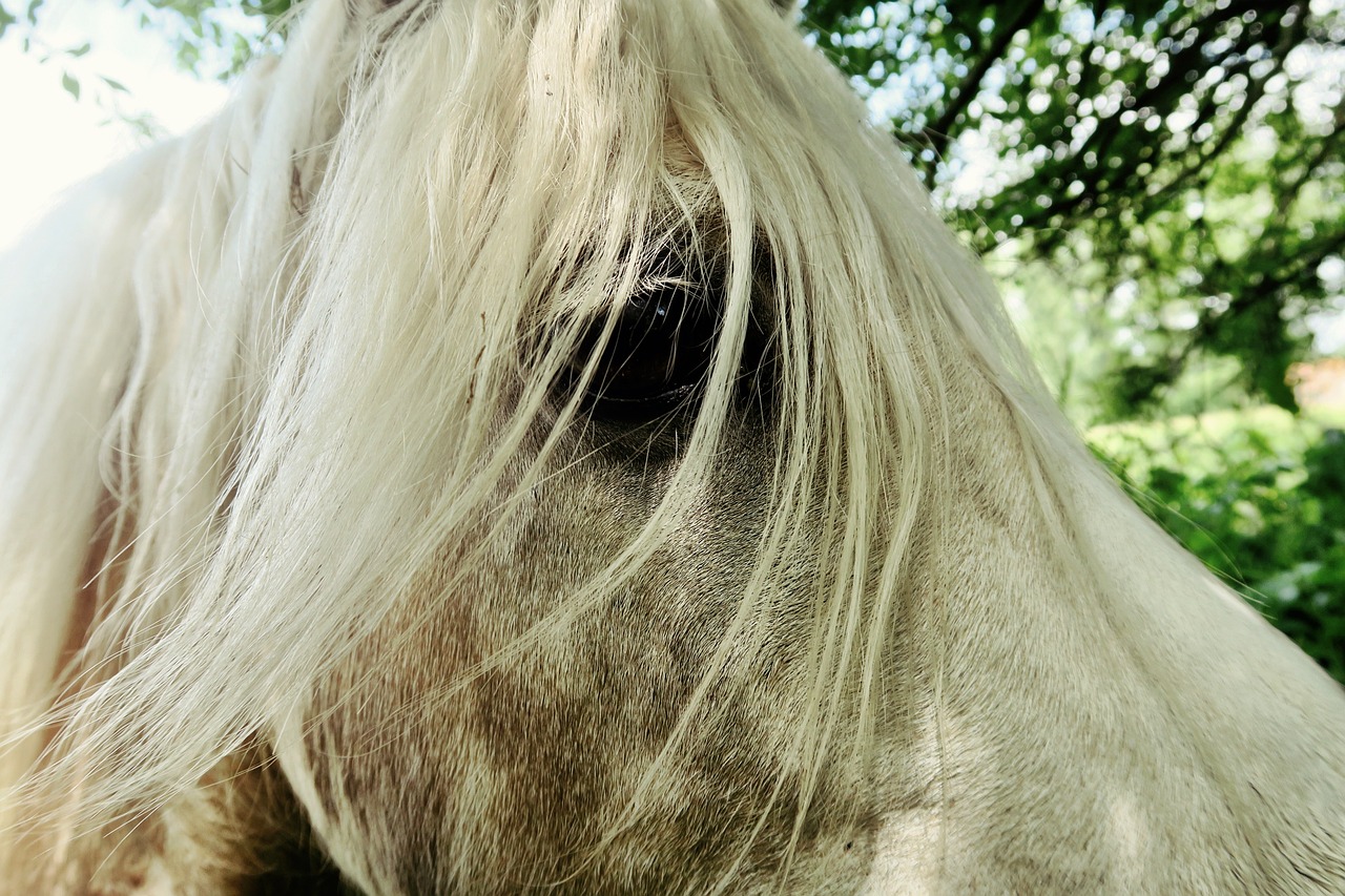 Arklys,  Galva,  Portretas,  Akis,  Žiūri,  Gyvūnas,  Žinduolis,  Naminis Gyvūnėlis,  Forelock,  Eržilas