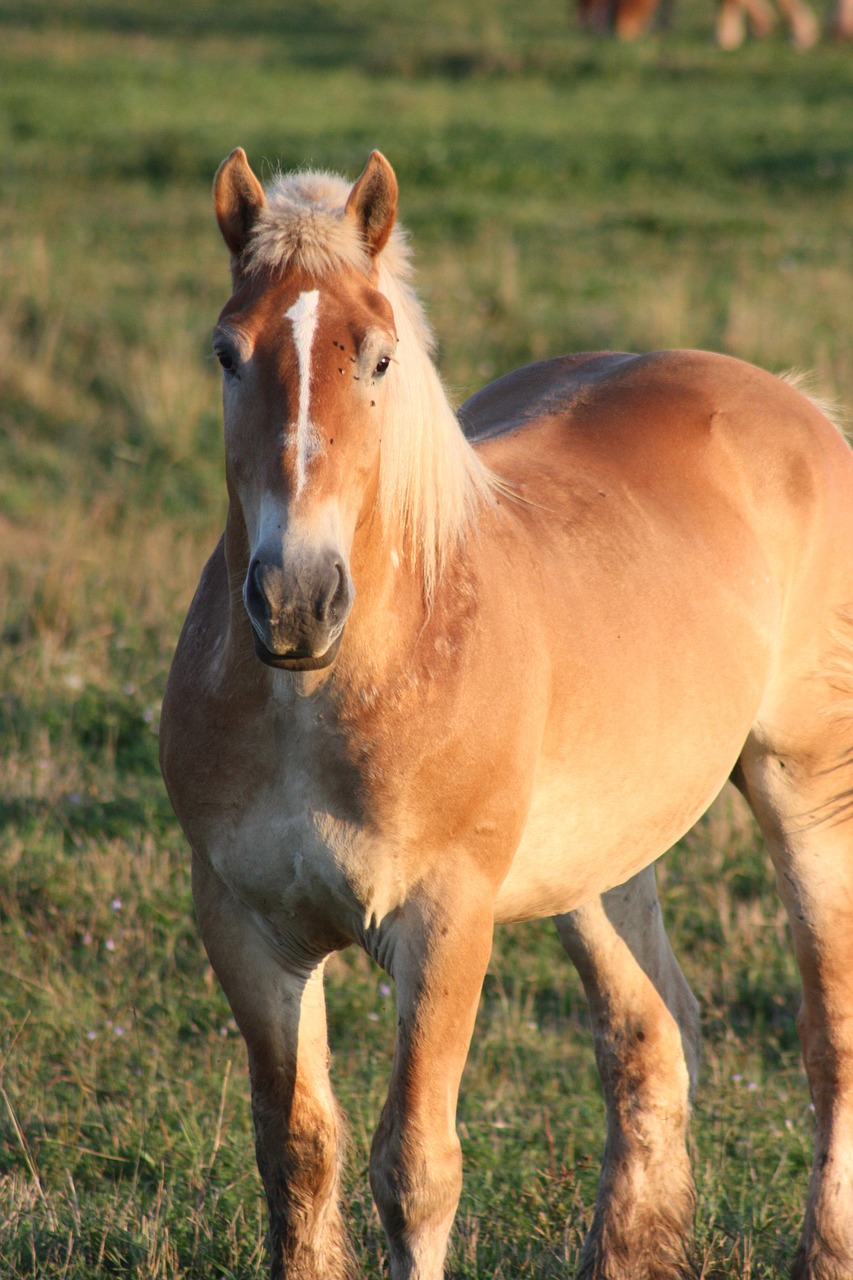 Arklys, Amish, Percheron, Gyvūnas, Šalis, Lauke, Kaimas, Žemės Ūkio Paskirties Žemė, Senamadiškas, Nemokamos Nuotraukos