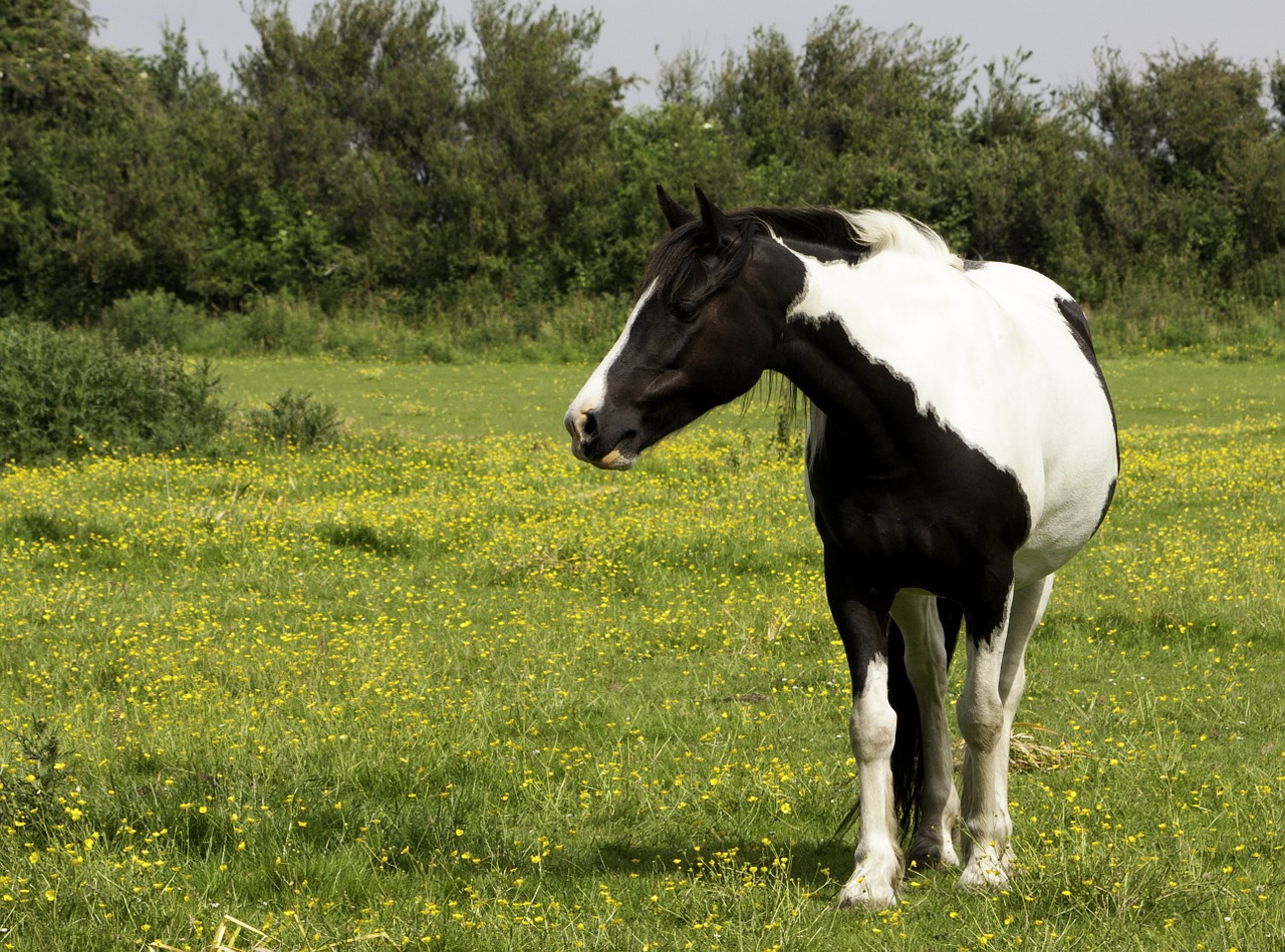 Arklys, Ponis, Juoda, Balta, Pinto, Gyvūnas, Žinduolis, Arkliai, Pieva, Šalis