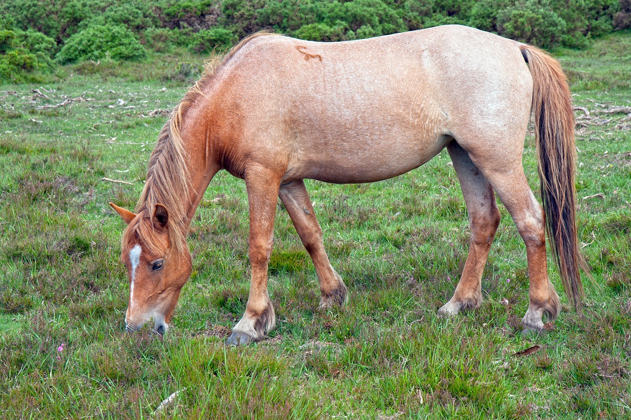 Arklys, Ponis, Braškių Braškės, Roan, Naujas Miško Ponis, Ganymas, Valgymas, Profilis, Stovintis, Gyvūnas