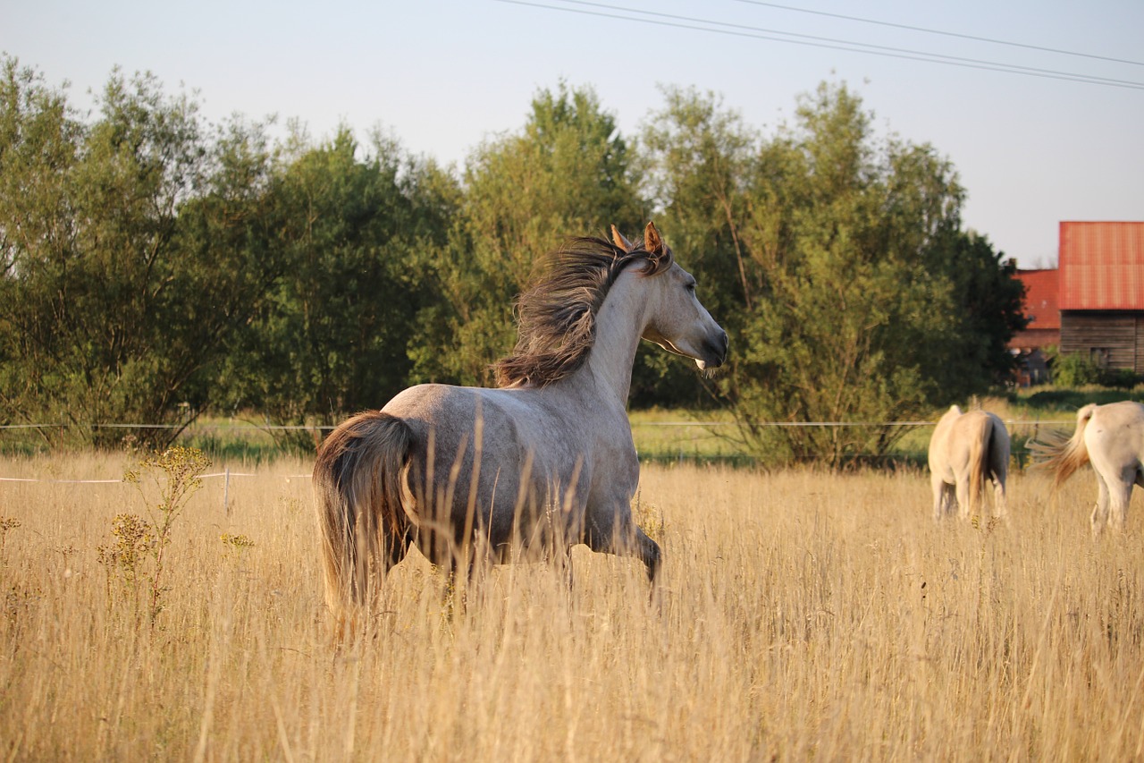 Arklys, Ganykla, Šokti, Žolė, Grynas Arabiškas, Flock, Vasara, Nemokamos Nuotraukos,  Nemokama Licenzija