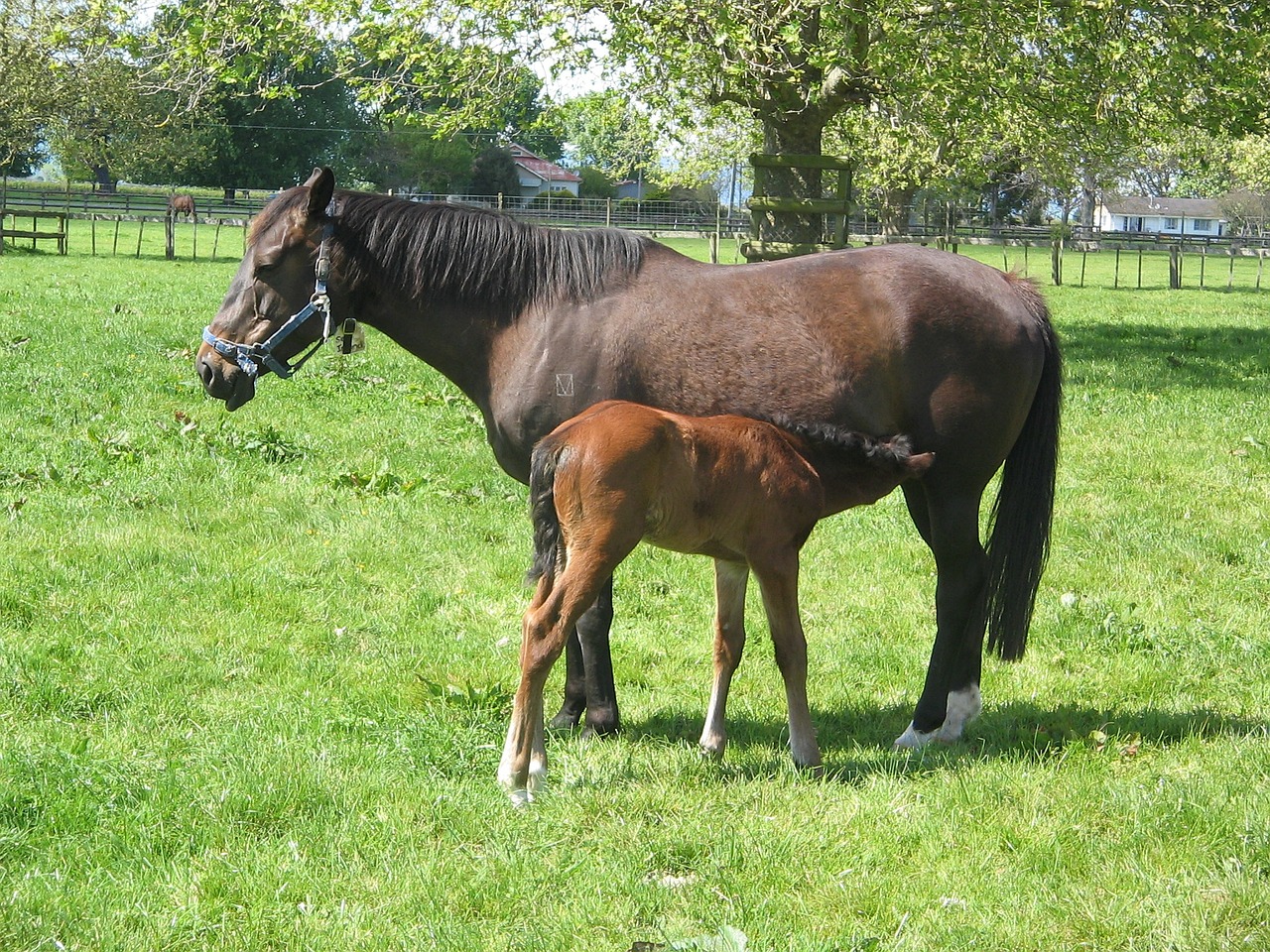 Arklys, Kumeliukas, Arkliai, Žinduolis, Grynas, Broodmare, Jodinėjimas, Gyvūnas, Mare, Nemokamos Nuotraukos