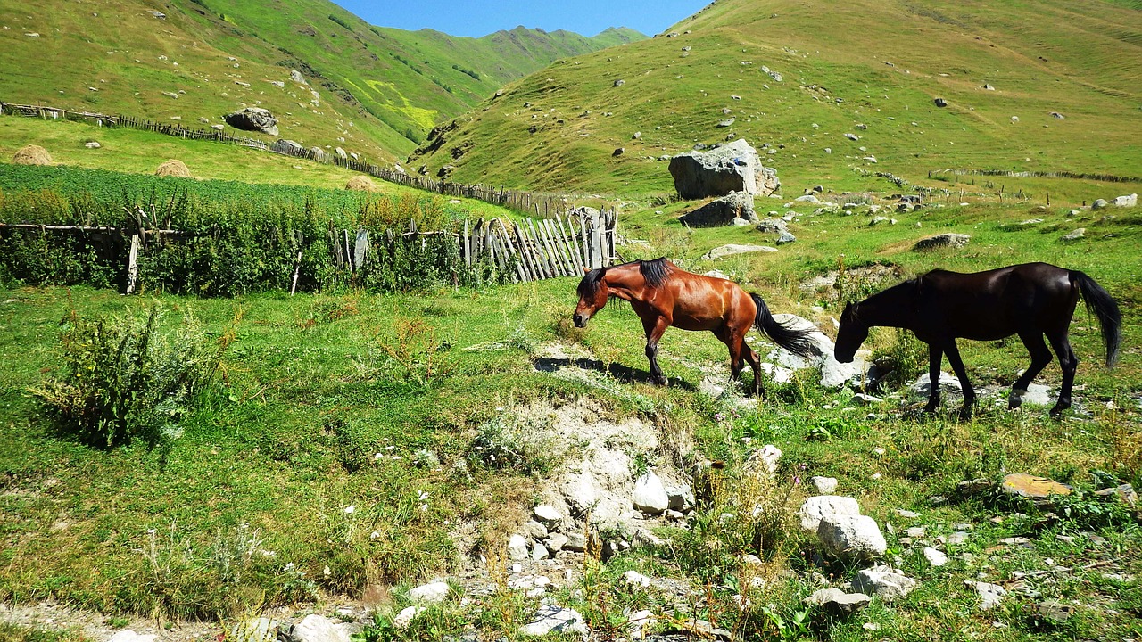 Arklys, Gamta, Žalias, Nemokamos Nuotraukos,  Nemokama Licenzija