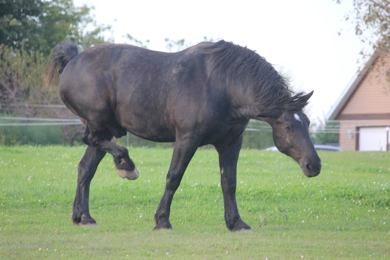 Arklys, Percheron, Arkliai, Ganykla, Ganymas, Juoda, Nemokamos Nuotraukos,  Nemokama Licenzija