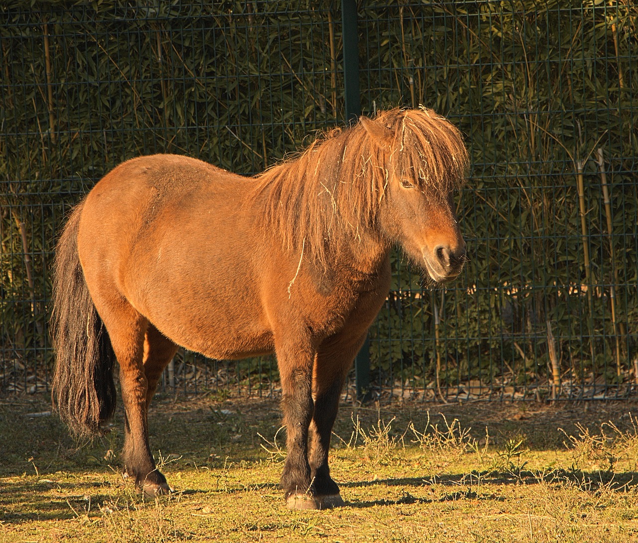 Arklys, Saulė, Arkliai, Gyvūnas, Gyvūnai, Ruda, Ponis, Nemokamos Nuotraukos,  Nemokama Licenzija