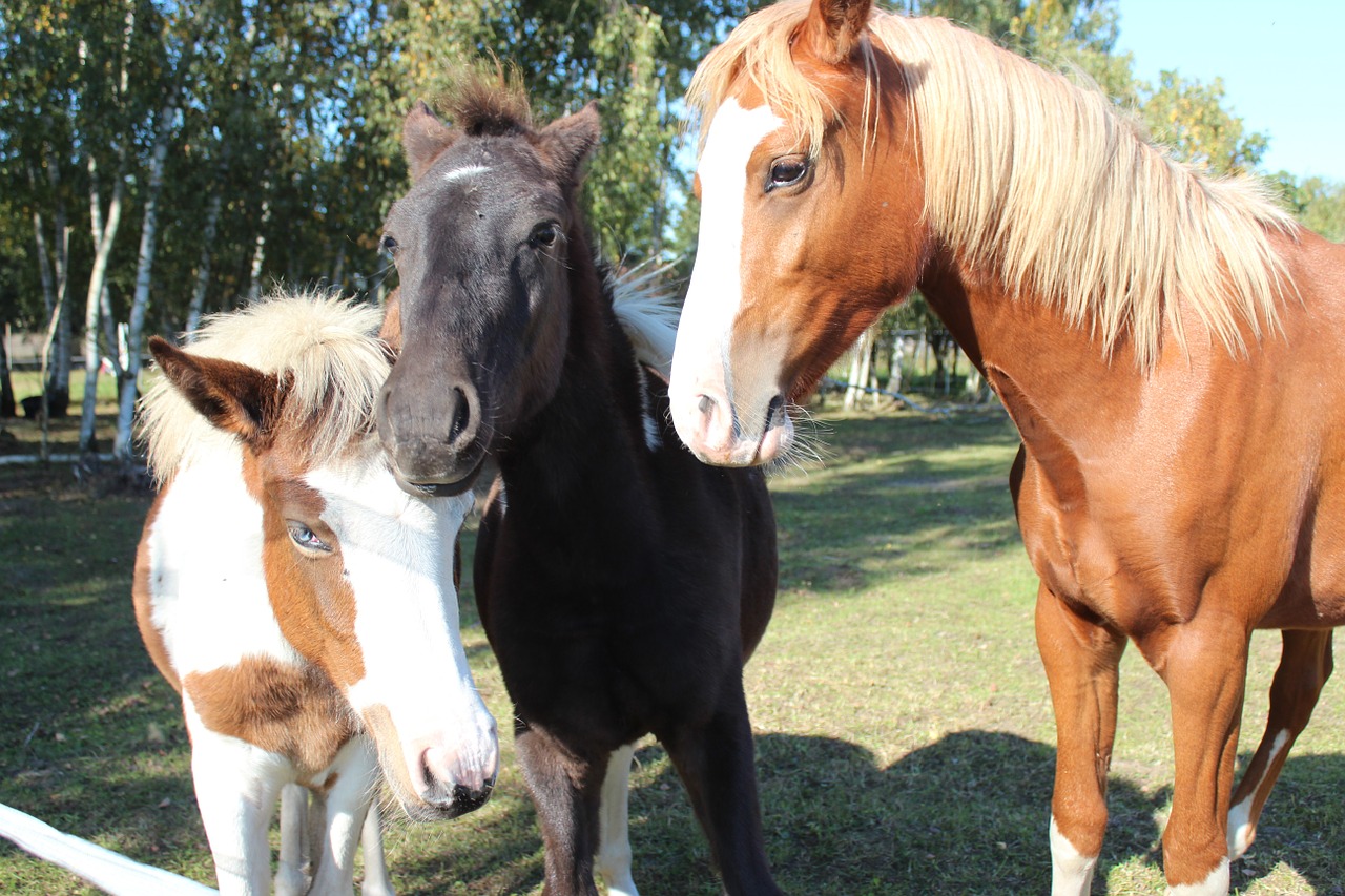 Arklys, Vokiečių Reitponny, Ponis, Kumeliukas, Blaze, Eržilas, Ruda, Gyvūnas, Lewitzer Ponny, Lewitzer