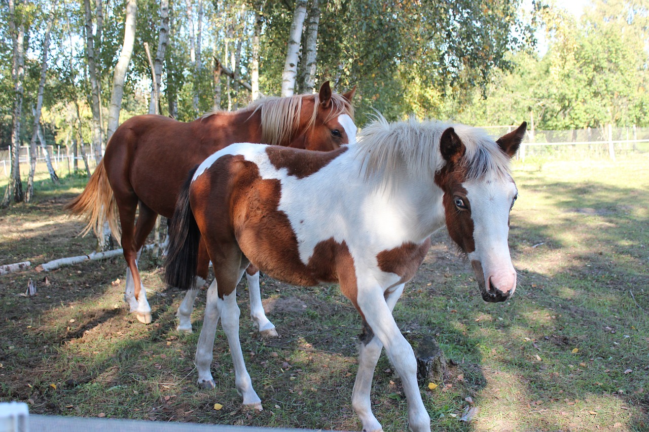 Arklys, Vokiečių Reitponny, Ponis, Kumeliukas, Blaze, Eržilas, Ruda, Gyvūnas, Lewitzer Ponny, Lewitzer