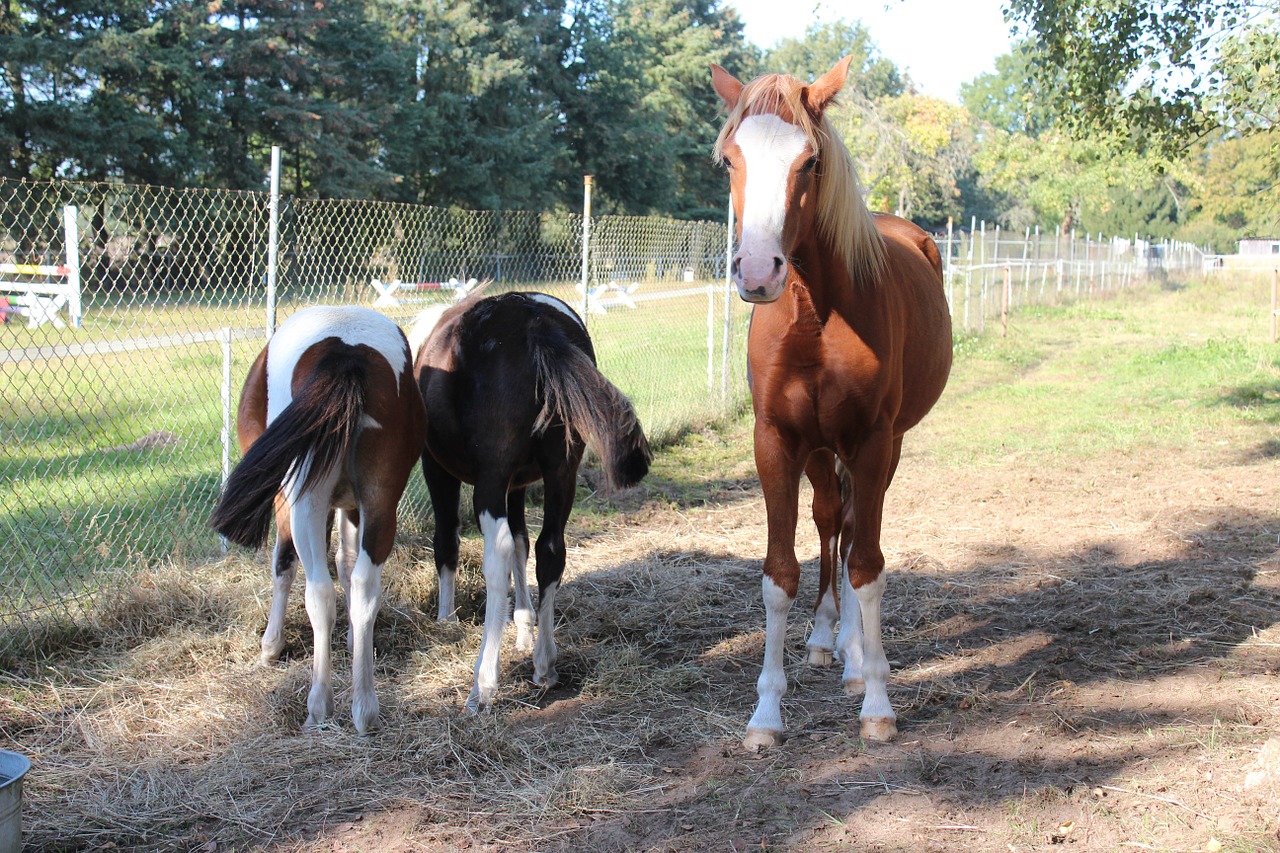 Arklys, Vokiečių Reitponny, Ponis, Kumeliukas, Blaze, Eržilas, Ruda, Gyvūnas, Lewitzer Ponny, Lewitzer