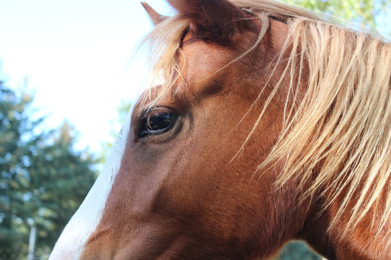 Arklys, Vokiečių Reitponny, Ponis, Kumeliukas, Blaze, Eržilas, Ruda, Gyvūnas, Žiurkė, Galva