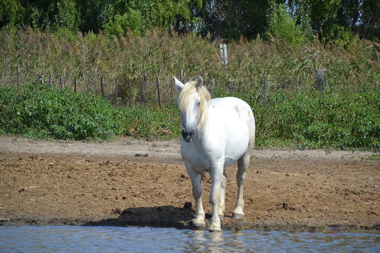 Camargue, Gyvūnai, Balta, Arklys, Upė, Vanduo, Nemokamos Nuotraukos,  Nemokama Licenzija