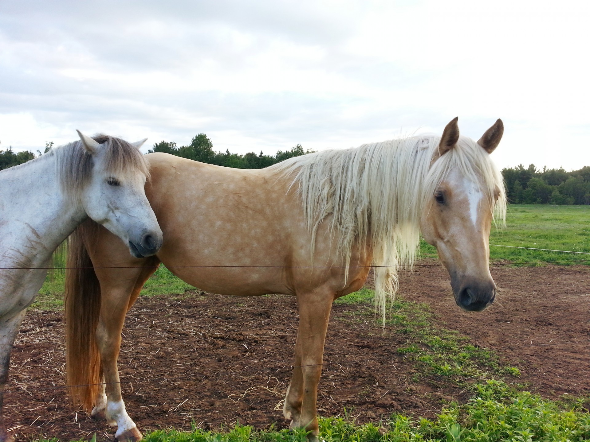 Arklys,  Arklys,  Jodinėjimas,  Ponis,  Arklio Ir Ponis, Nemokamos Nuotraukos,  Nemokama Licenzija