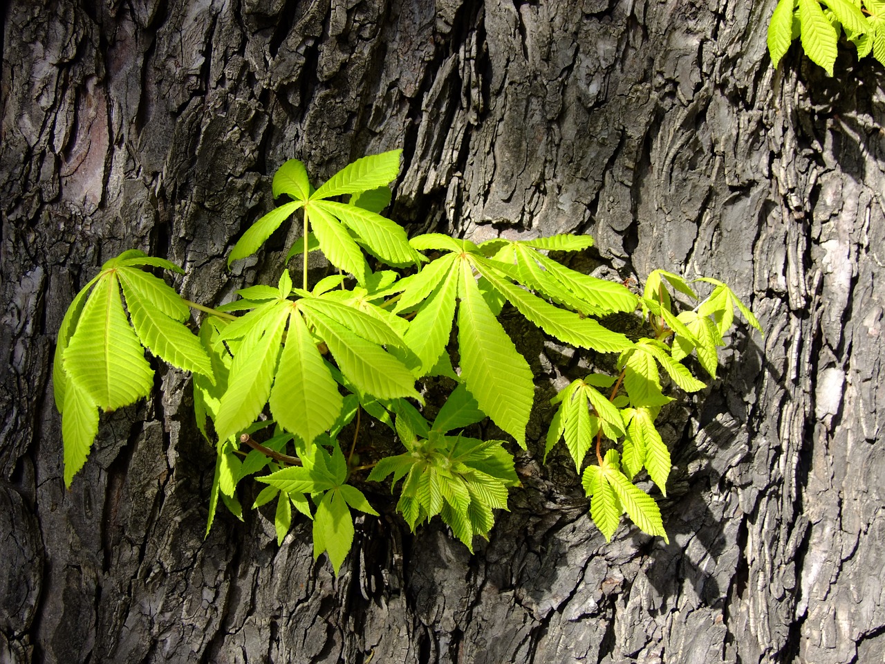 Buckeye, Lapai, Sluoksnis, Kaštonas, Gentis, Žievė, Medis, Medžio Žievė, Aesculus, Pavasaris