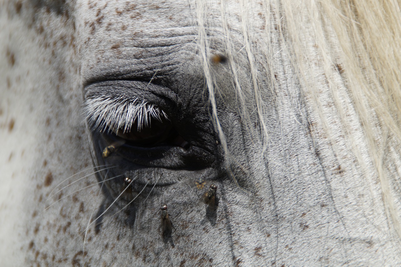 Arklio Galva, Vasara, Plaukioti, Mare, Arabai, Visas Kraujas, Arklys, Balta, Galva, Pferdeportrait