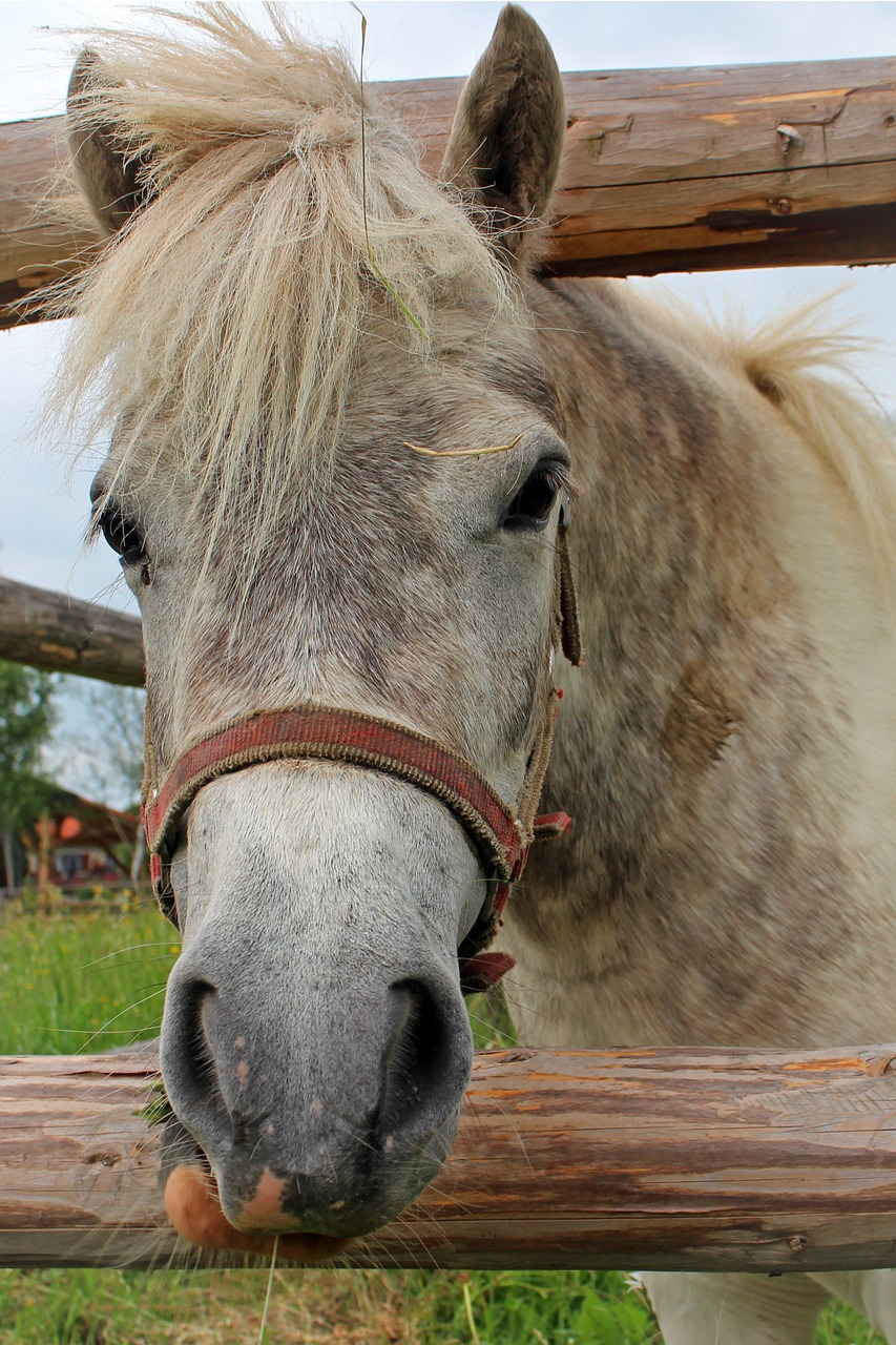 Arklio Galva, Galva, Arklys, Ponis, Žiurkė, Akys, Ausys, Šnervės, Nosis, Nemokamos Nuotraukos