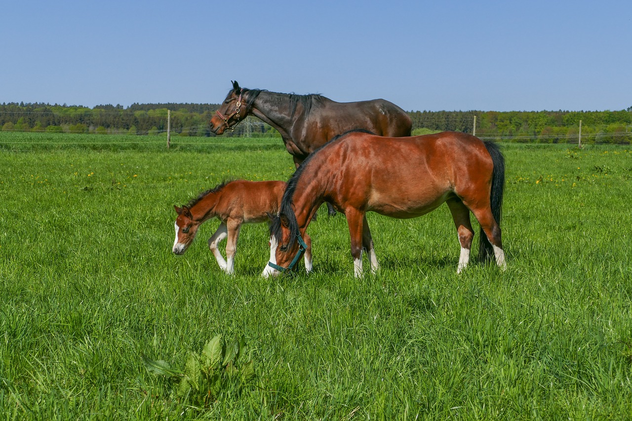 Arkliaganis,  Ponis Podfruwajka,  Meadow,  Laukas,  Žolė,  Ūkis,  Ganosi,  Kraštovaizdis,  Pobūdį,  Pavasaris