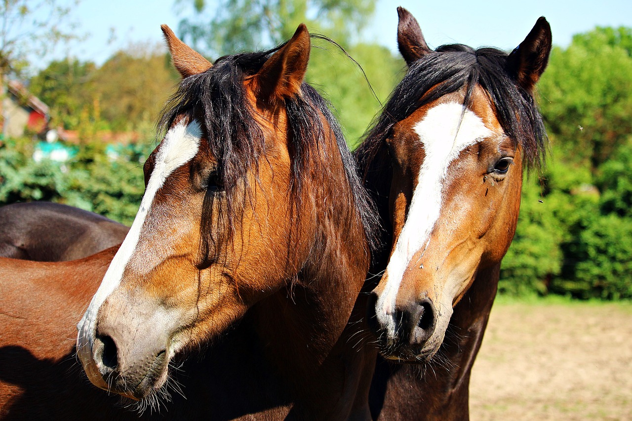 Arklio Galva, Ponis, Ruda, Arklio Galva, Arklys, Gyvūnas, Žiurkė, Arklio Galvos, Pferdeportrait, Šnervės