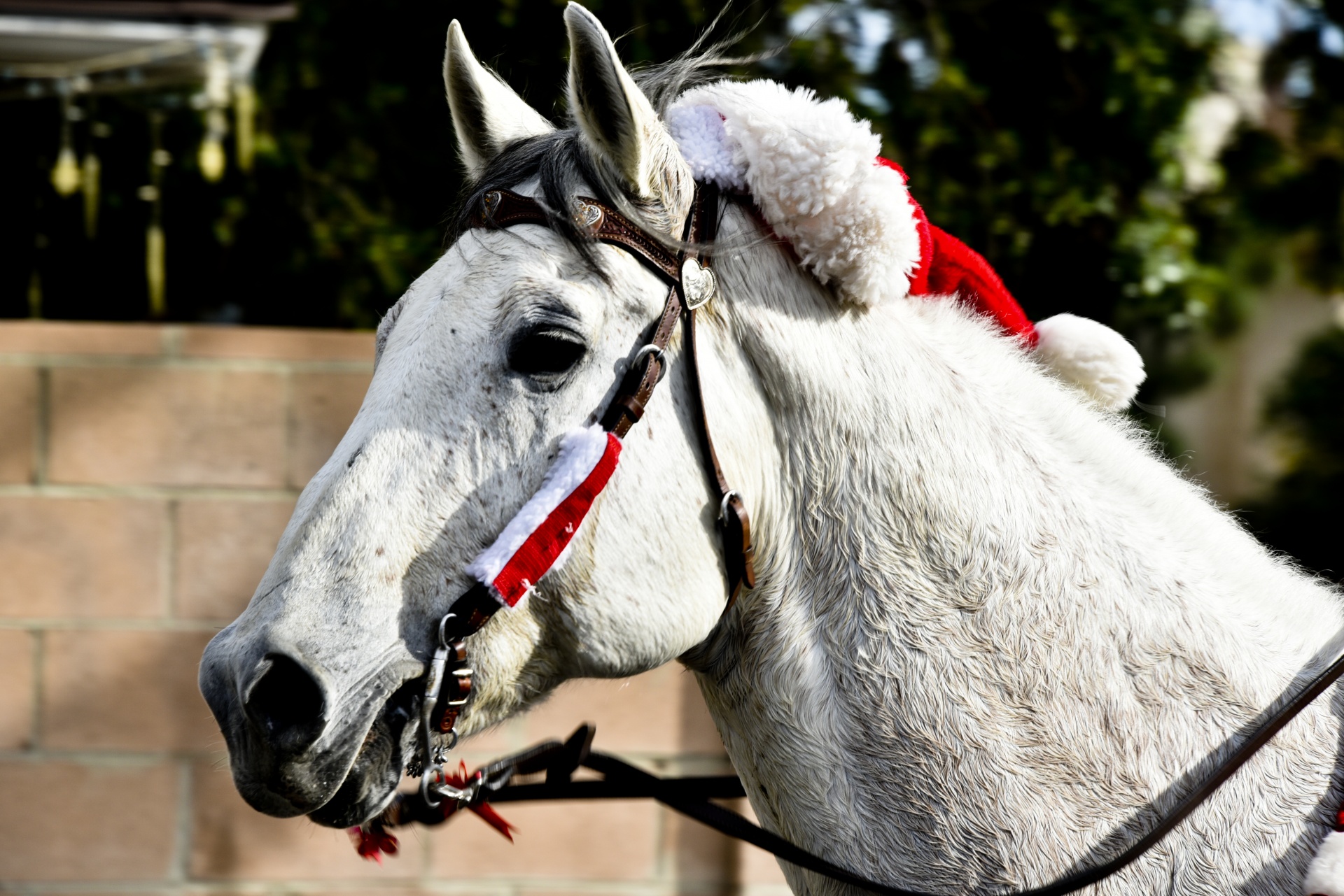 Arklys,  Santa,  Skrybėlę,  Balta,  Arklys Ant Santa Skrybėlių, Nemokamos Nuotraukos,  Nemokama Licenzija