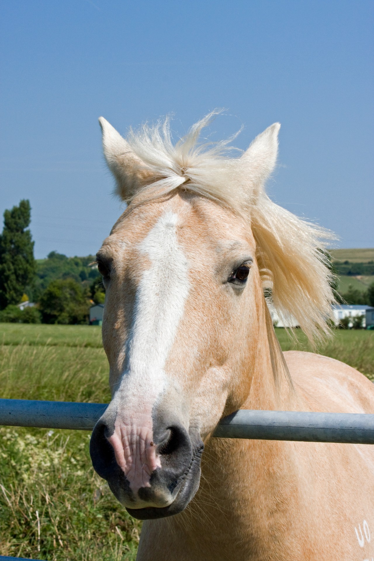 Arklys,  Ponis,  Palominas,  Galva,  Veidas,  Portretas,  Iš Arti,  Auksinis,  Gražus,  Mėlynas