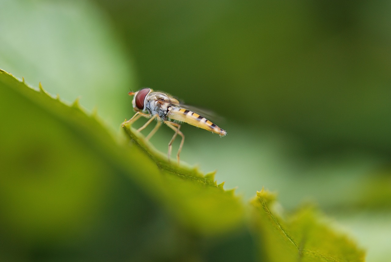 Horsefly, Vabzdys, Sparnas, Laukinė Gamta, Klaida, Mažas, Krūtinės Angina, Laukiniai, Entomologija, Metamorfozė