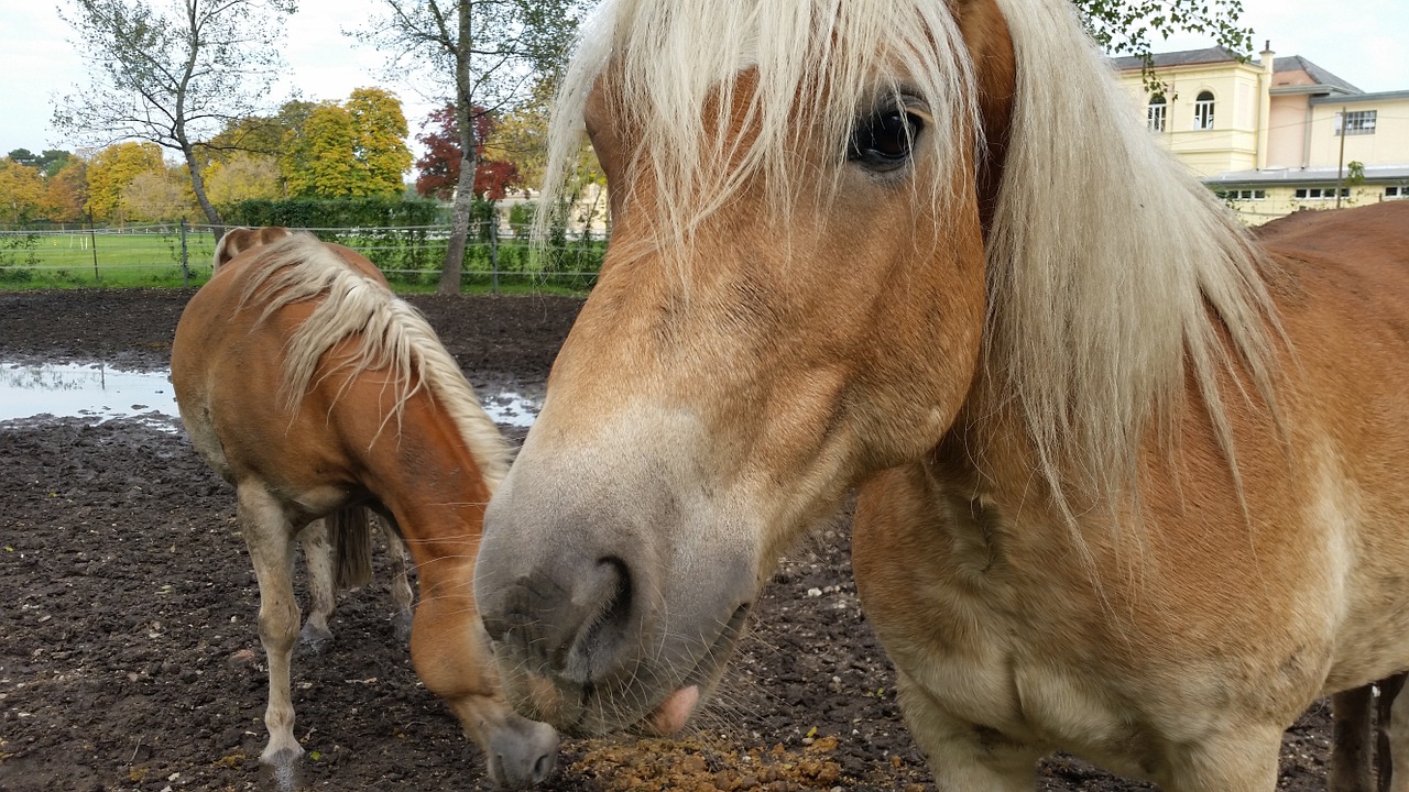 Arkliai, Gyvūnai, Fiaker, Važiuoti, Haflinger, Pasagos, Treneris, Traber, Eržilas, Mare