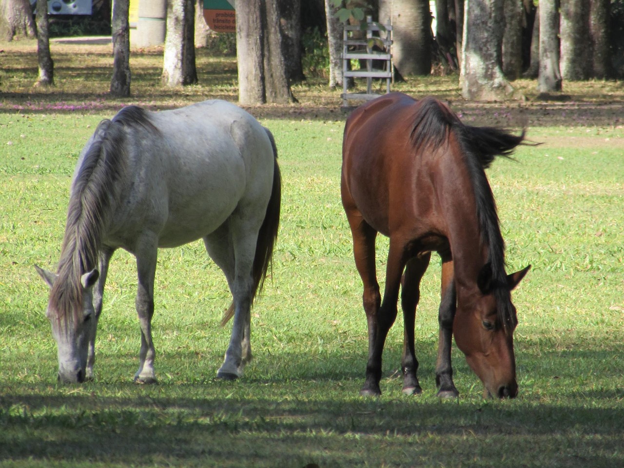 Arkliai, Haras, Gyvūnas, Nemokamos Nuotraukos,  Nemokama Licenzija