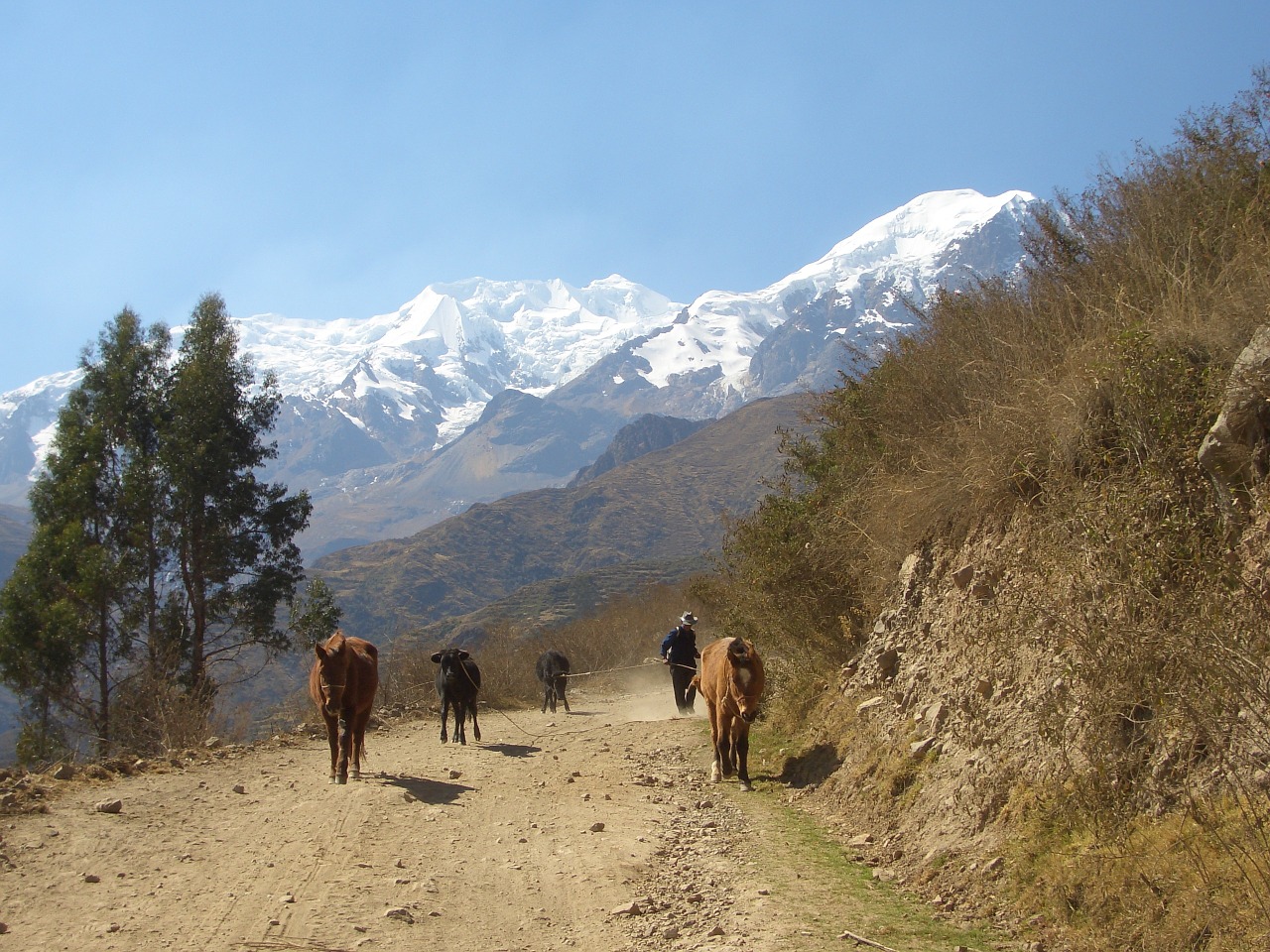 Kalnai, Kelias, Bolivija, Arkliai, Nemokamos Nuotraukos,  Nemokama Licenzija
