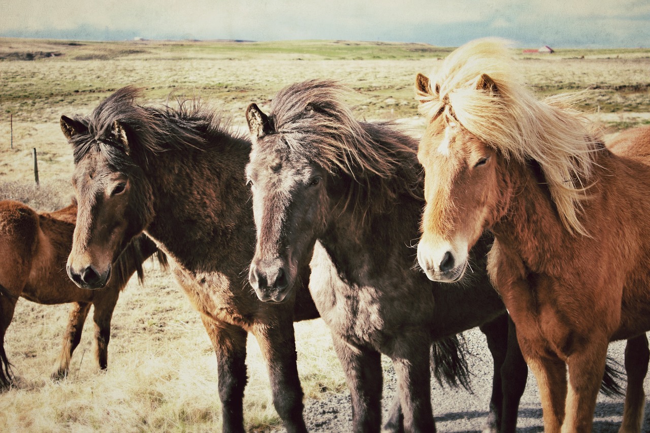 Arkliai, Islandijos Žirgai, Iceland, Gyvūnai, Laukas, Trys Arkliai, Žirgai Iš Eilės, Gamta, Icelandic, Kraštovaizdis