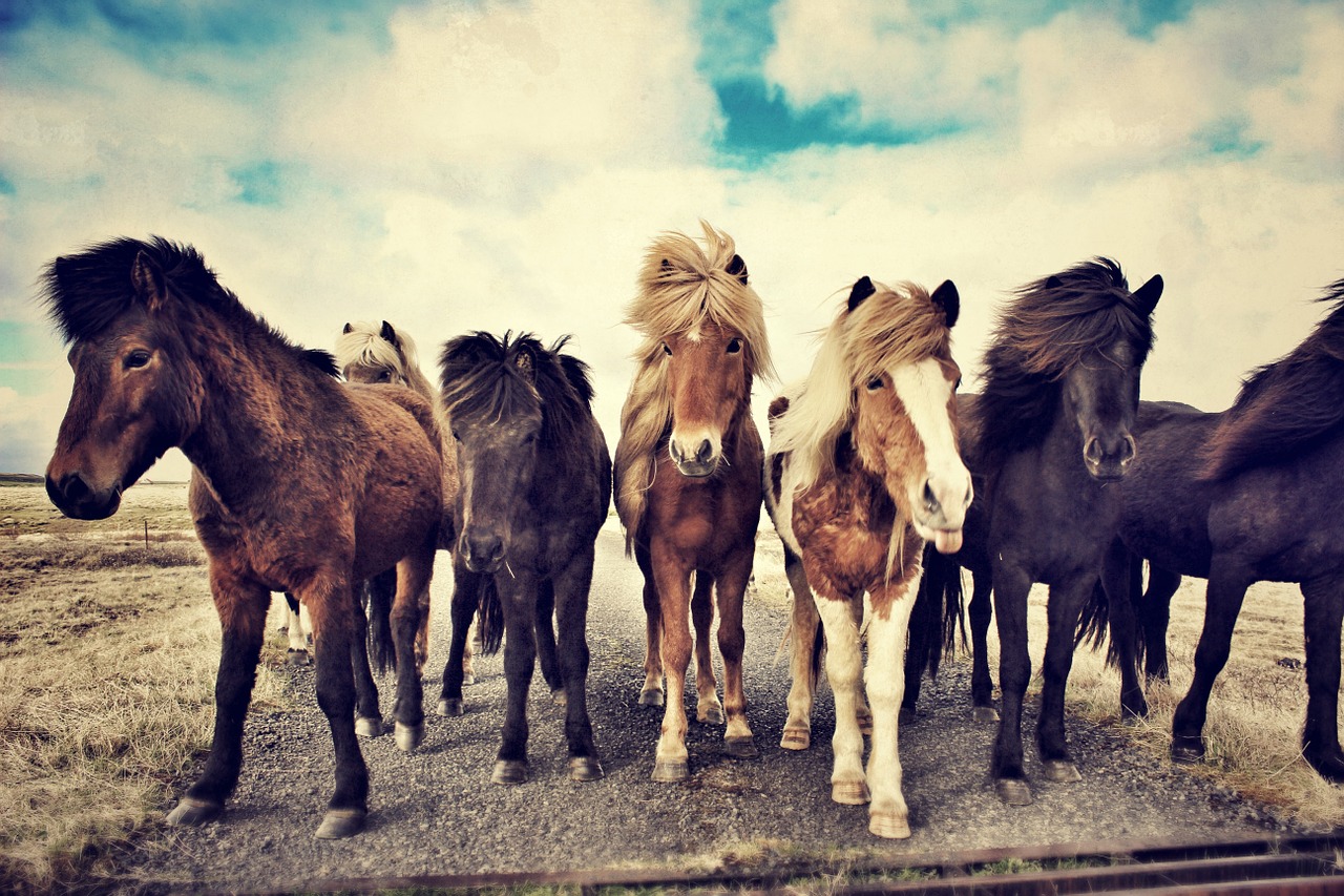 Arkliai, Islandijos Žirgai, Islandijos Arklys, Icelandic, Laukas, Žinduolis, Kaimas, Ganykla, Natūralus, Gyvūnas